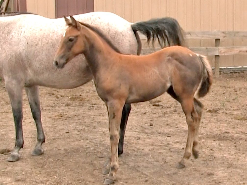 Gray Stud (Dare To Be French x DL Irish Illuminator)