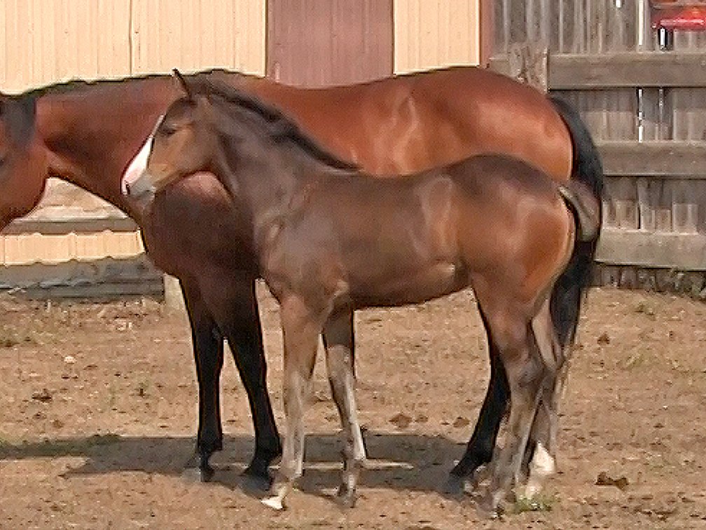 Bay Stud (Smart Little Sannman x DL MIz Holly O Lena)
