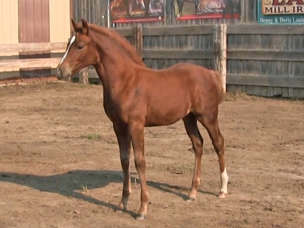 Sorrel Filly (Smart Little Sannman x DL Dakota Irish Girl)