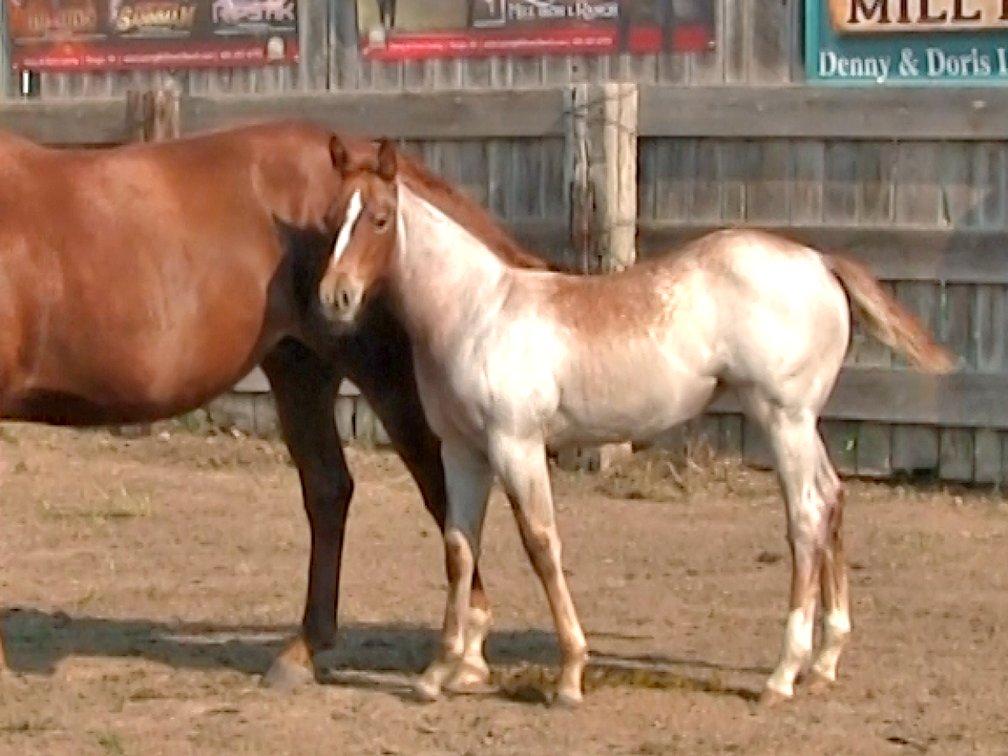 Red Roan Filly (Ripstick x RFTL Peppy Gun)