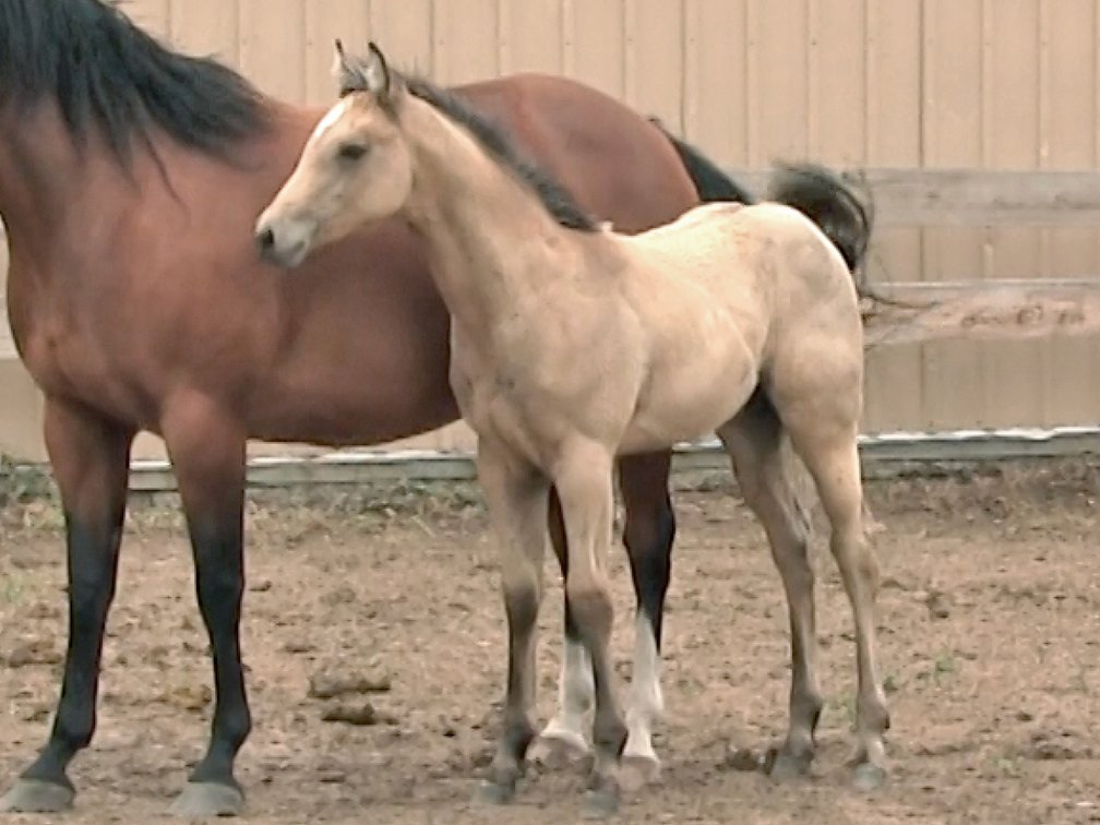 Buckskin Filly (Dare To Be French x Miss Colonels Bugs)