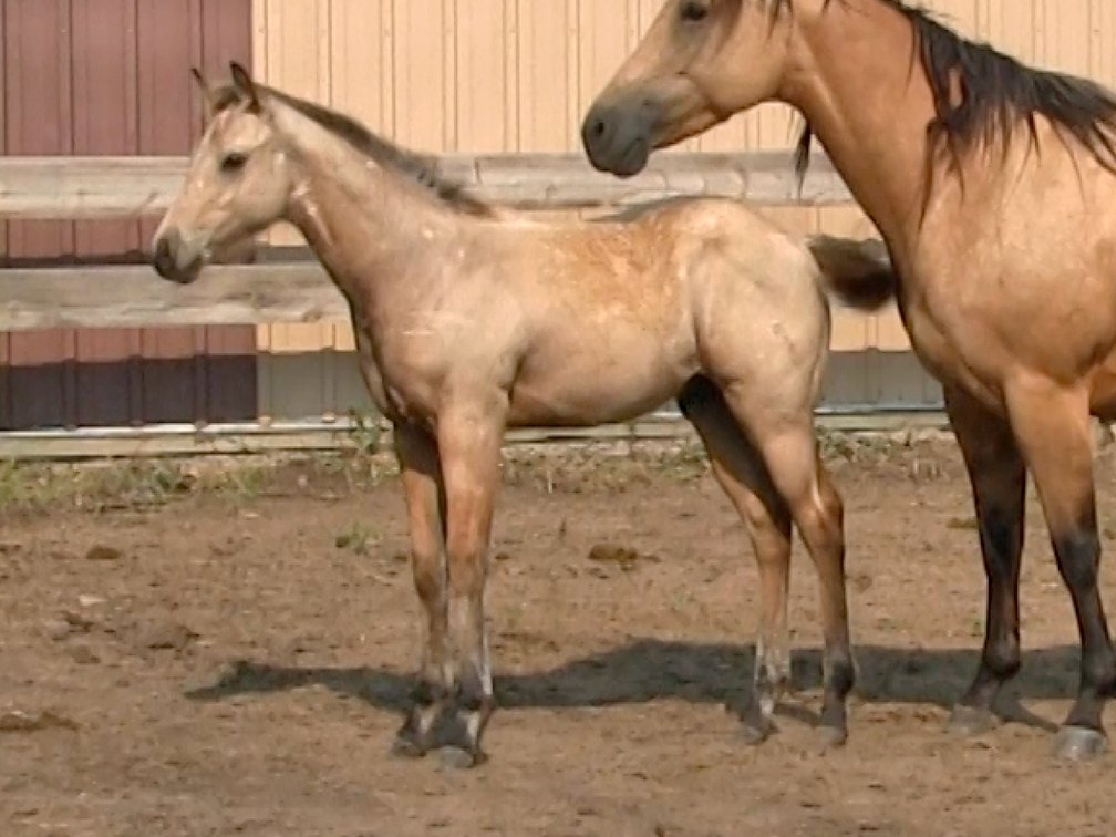 Buckskin Stud (Quixote Two Show x Get Catty Jo)
