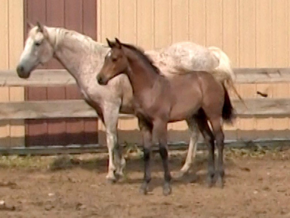 Gray Stud (Smart Little Sannman x Comos Hickory Badger)