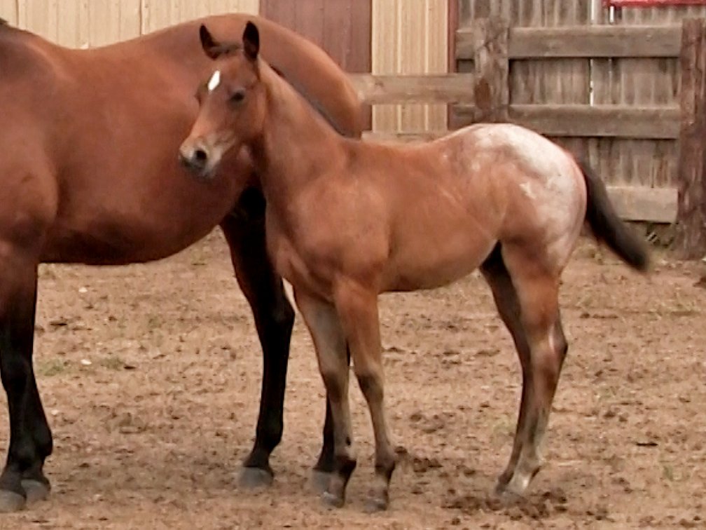 Bay Roan Stud (Ripstick x LL Peppys Badger Doc)