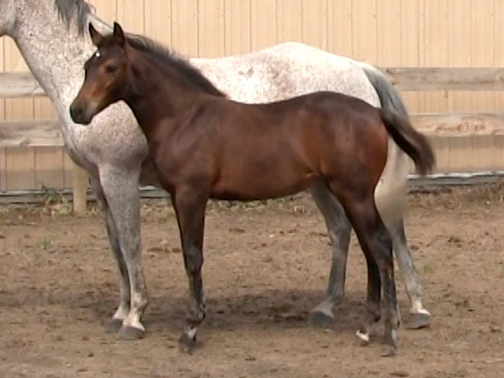 Bay Filly (Smart Little Sannman x Miss Frenchman Leo)