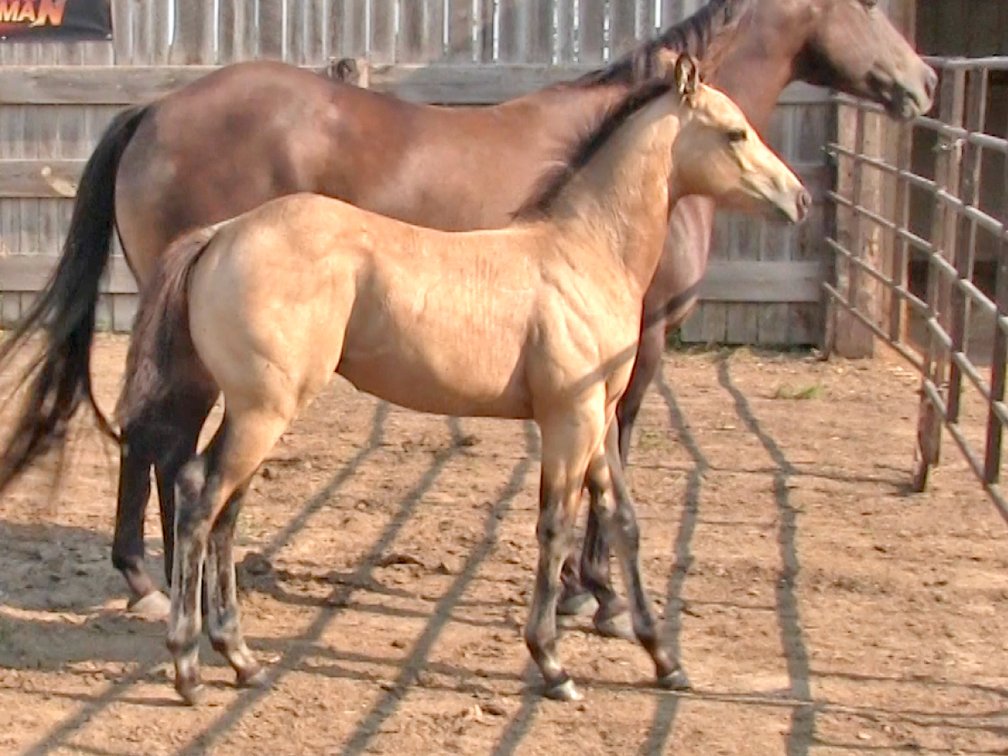 Buckskin Stud (Dare To Be French x Longing For A Lena)