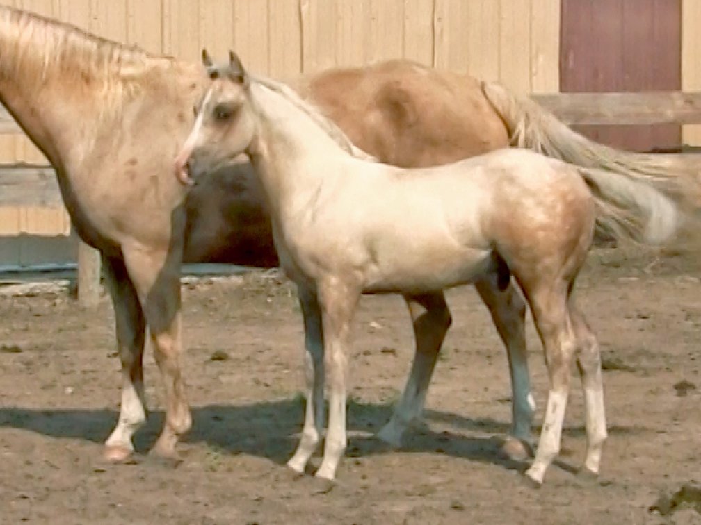 Palomino Stud  (Metallic Casanova x Vaqueros Golden Ruby)