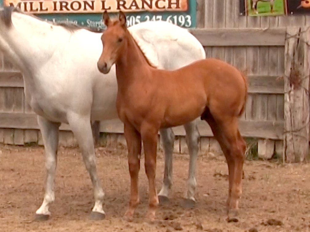 Gray Stud  (Dare To Be French x Flick For Openers)