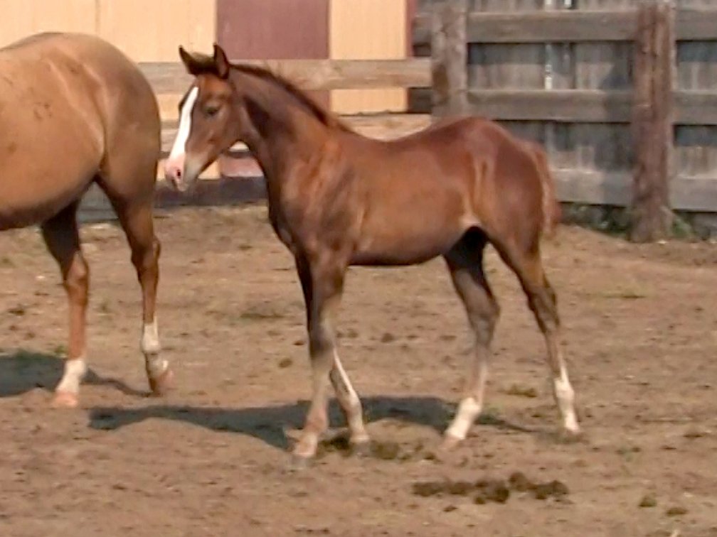Sorrel Filly (Smart Little Sannman x Dare Me To be Jazzy)