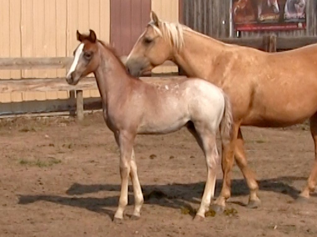 Red Roan Stud (Smart Little Sannman x DL Miss Comos Lady)