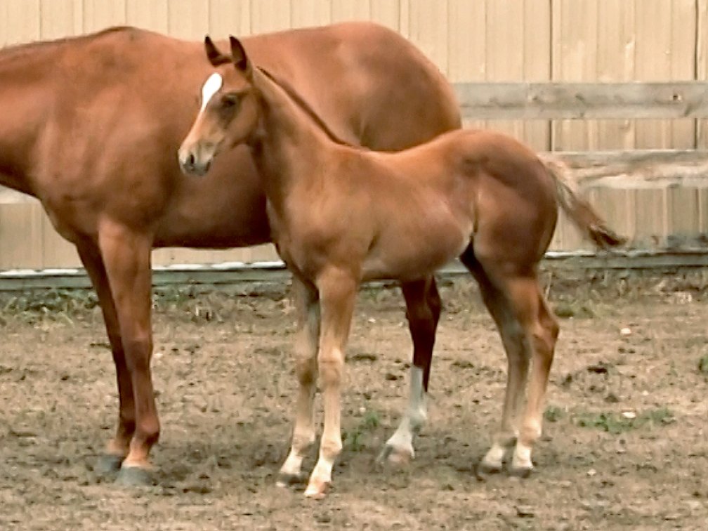 Rubicano Stud (Dare To Be French x DL Miss Doctor Kird)