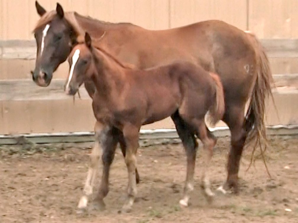 Sorrel Filly (Ripstick x Krogs Sugar Cat)
