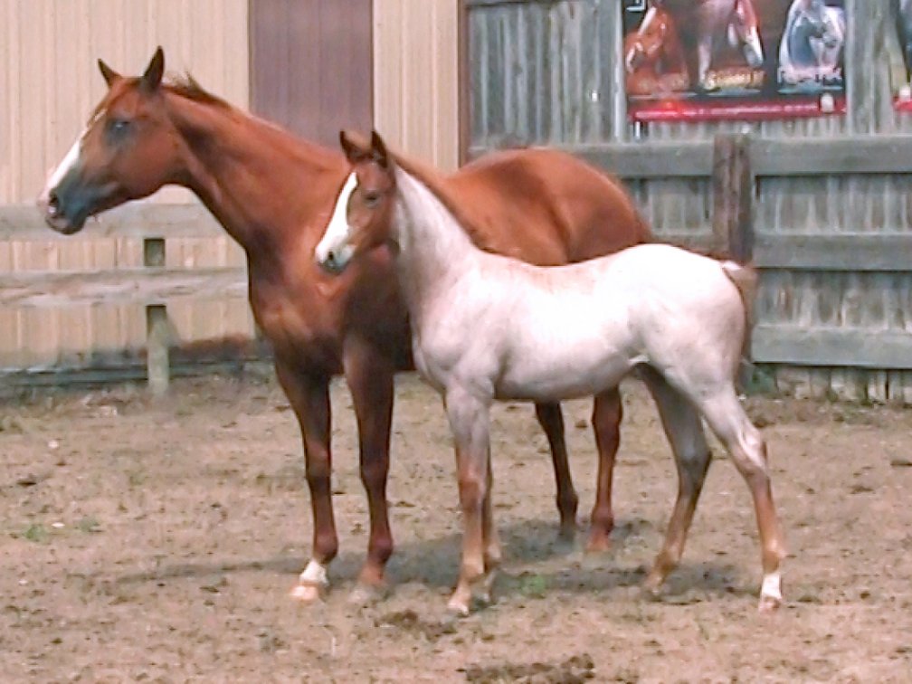 Chestnut Filly  (Smart Little Sannman x Comos Playgirl Cash)