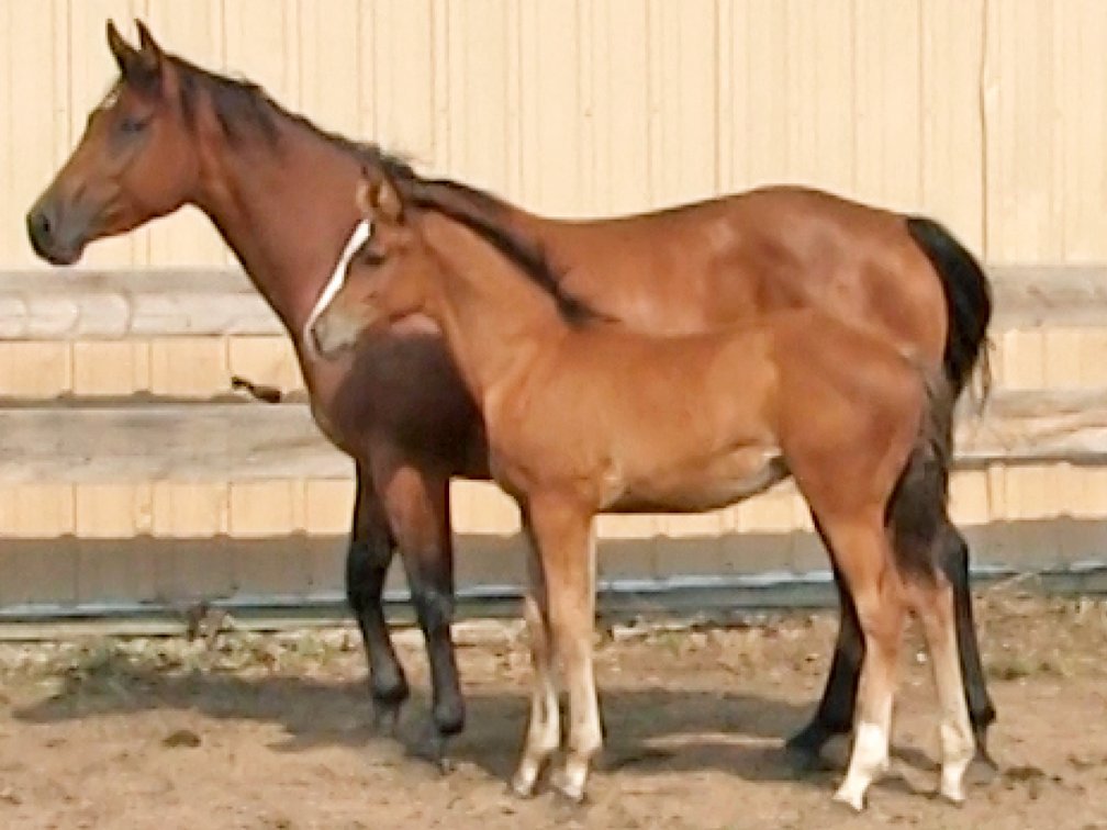 Bay Stud (Smart Little Sannman x DL French Shawnee Bug)