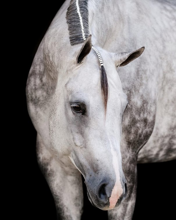 2026 Embryo (Open Range x Snippity Snap)