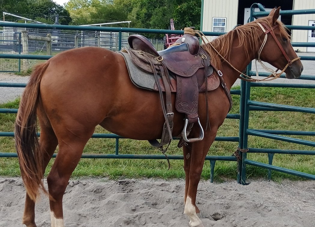 CC Chexs Red Lady