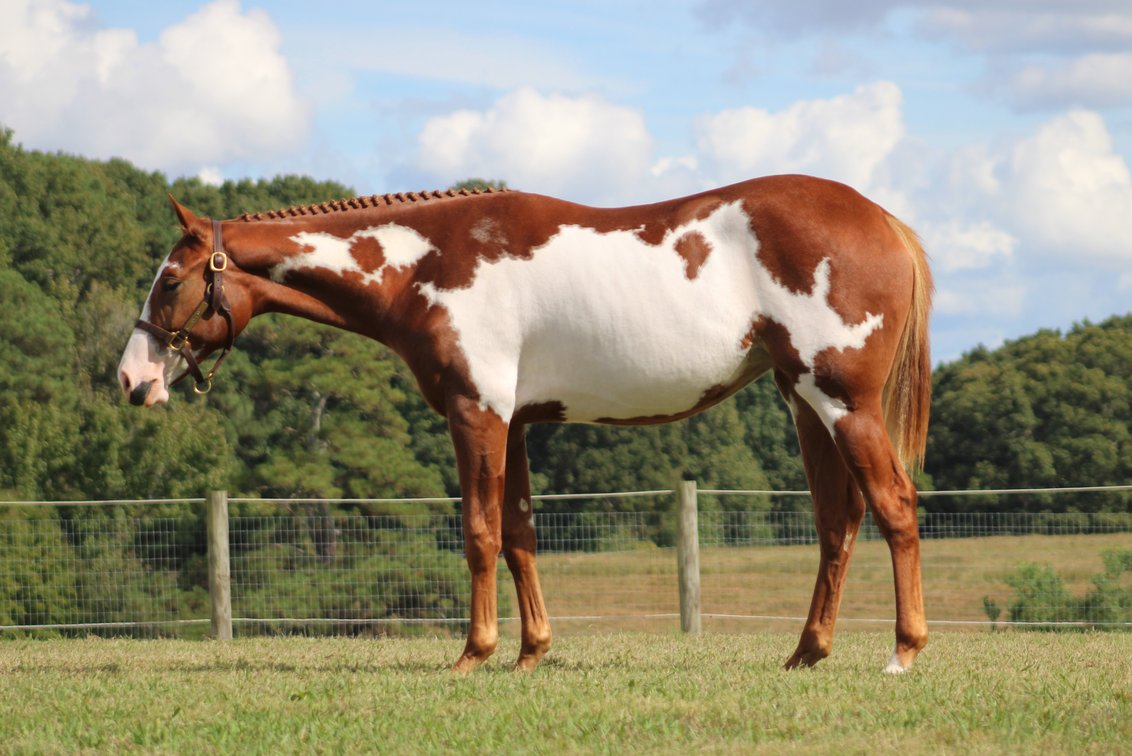 Amazing Grazing