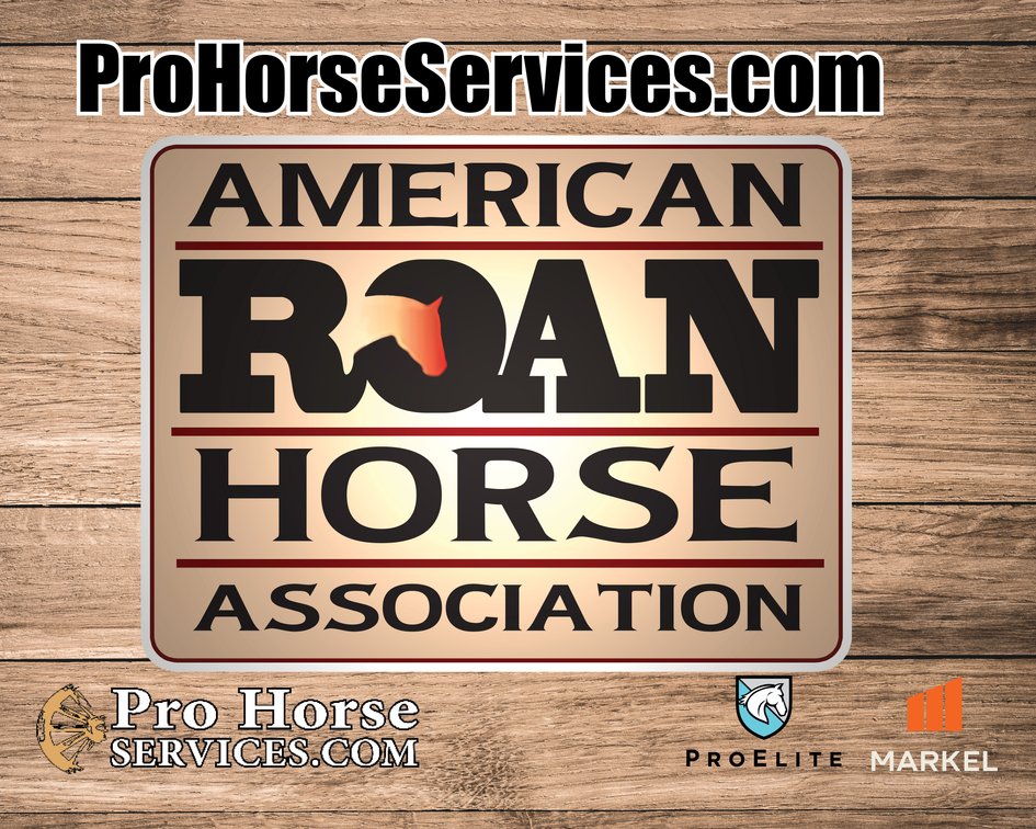 American Roan Horse Session
