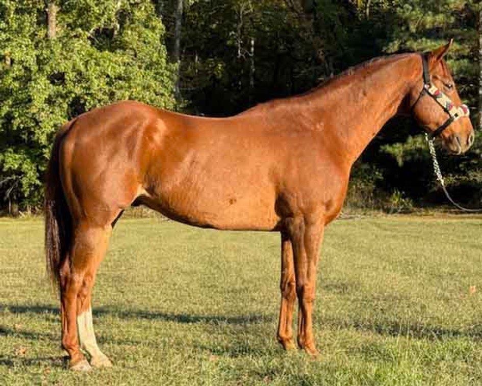Ole Rosie Last Fling