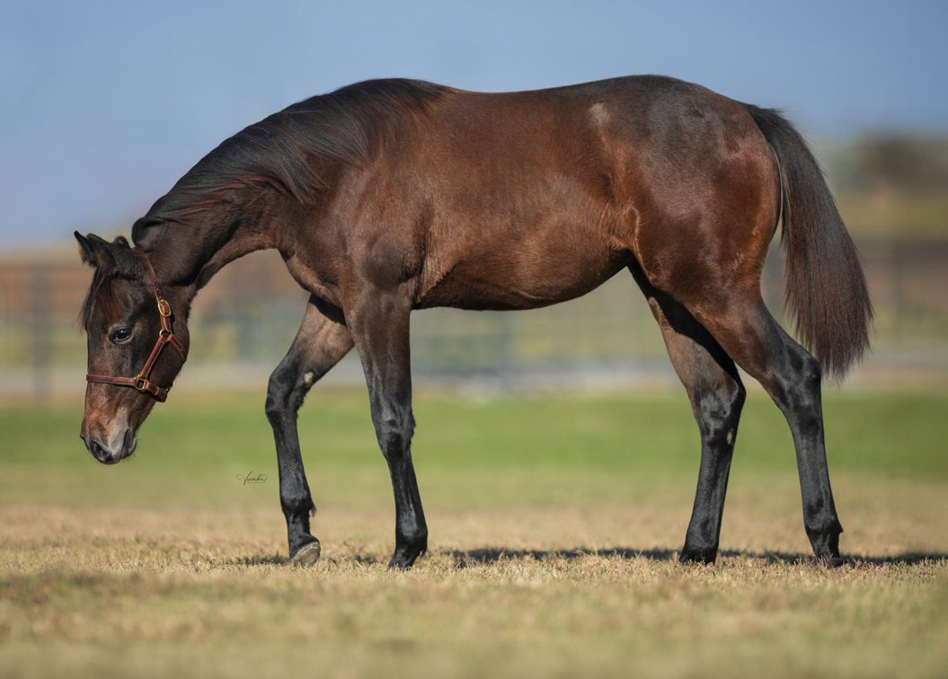 2025 mare (A Vintage Smoke x Rush For Whizkey)