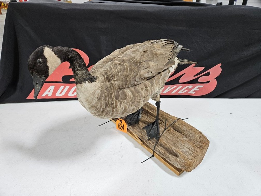 Canadian Goose Taxidermy