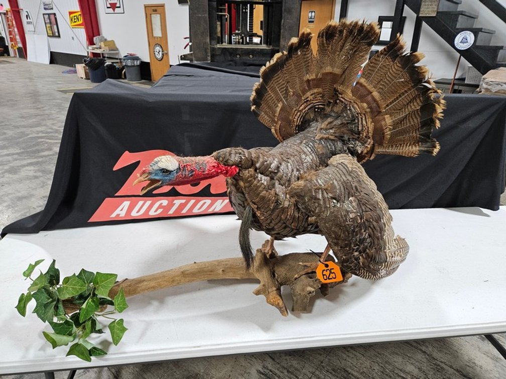 Eastern Wild Turkey Taxidermy