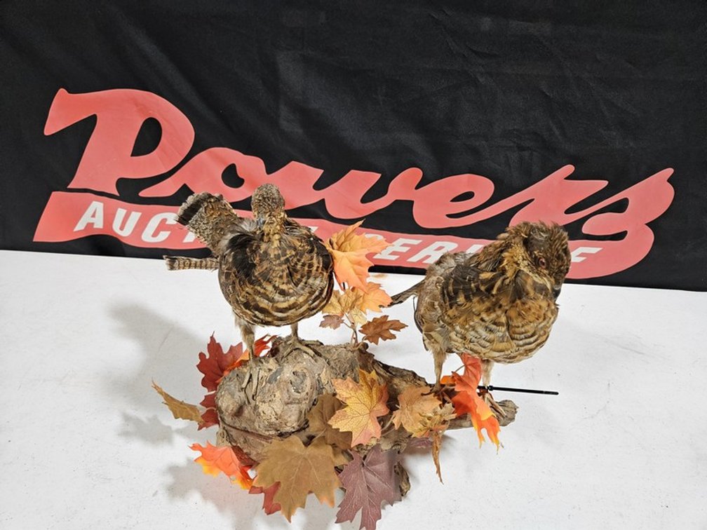 Pair Of Ruffed Grouse Taxidermy