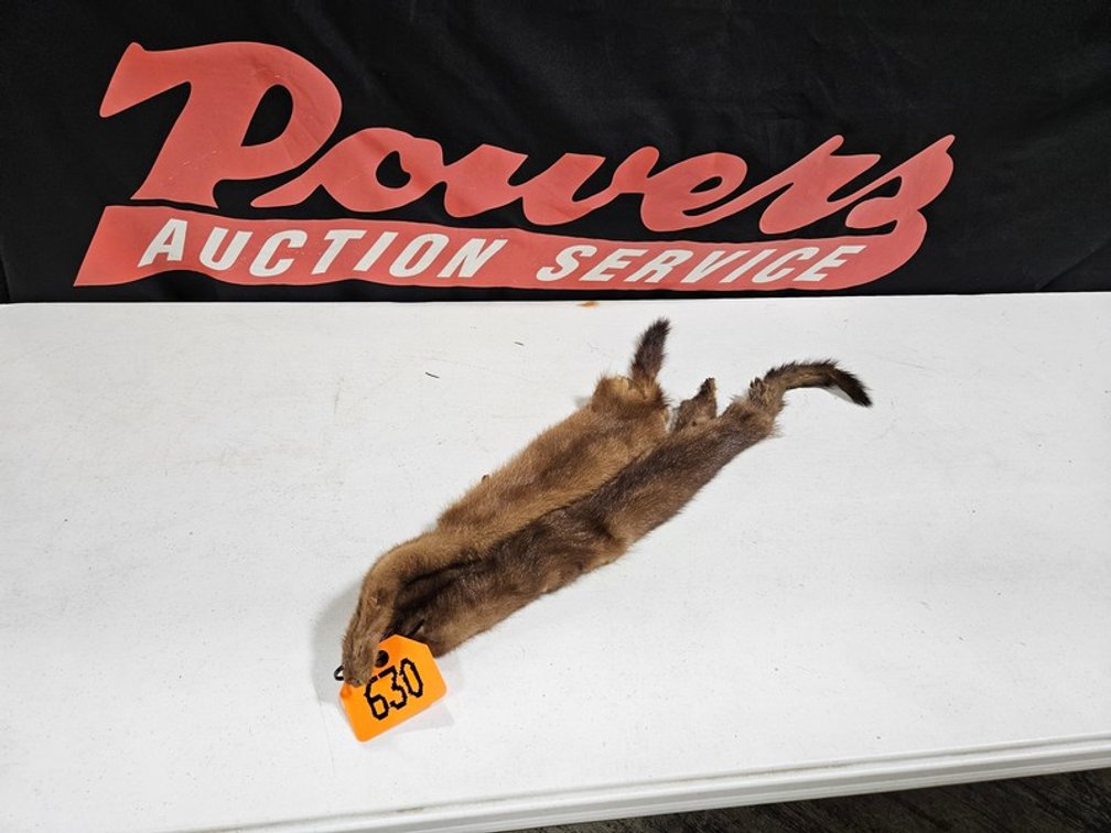 (2) Tanned Mink Hides