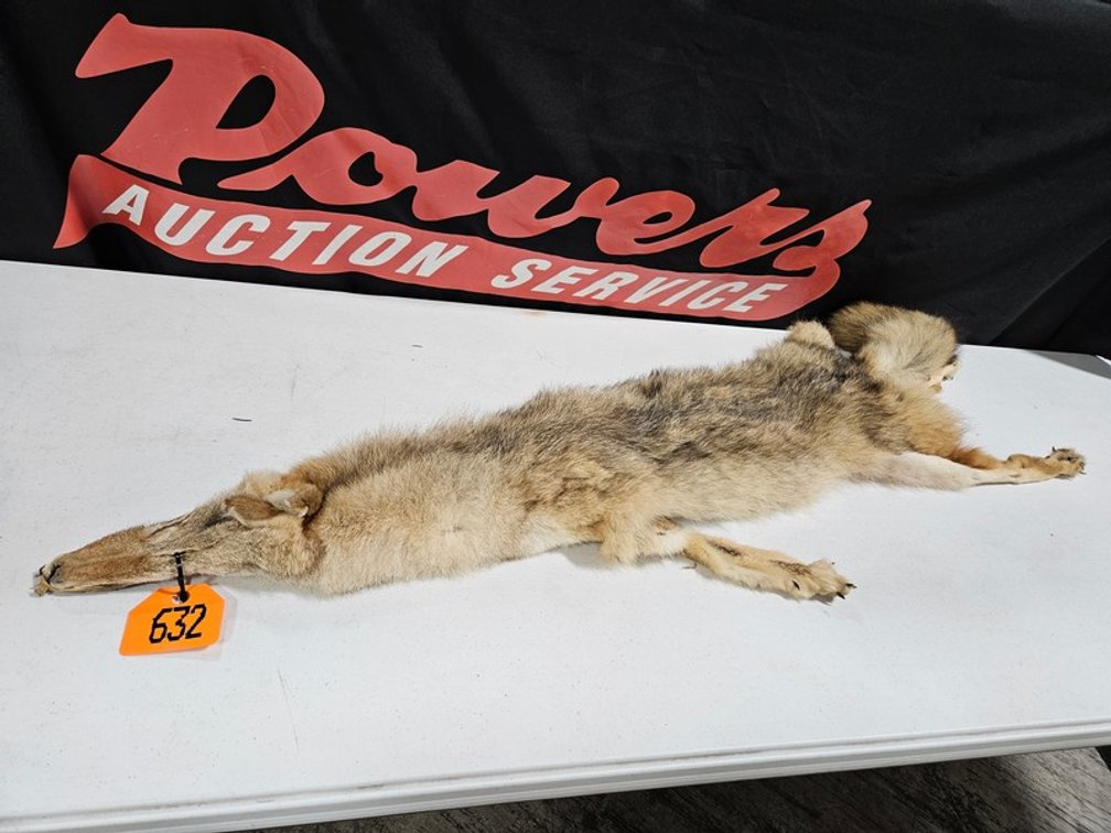 Tanned Coyote Hide