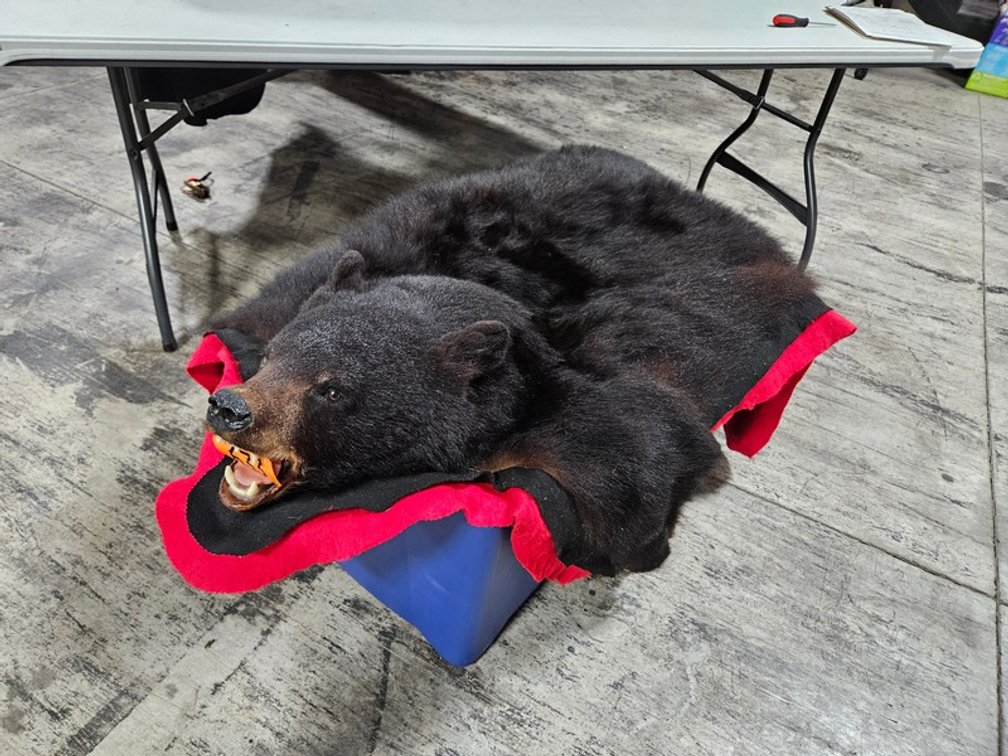 Wisconsin Black Bear Rug With Head