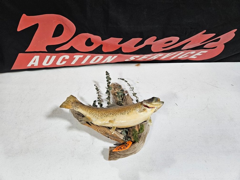 Rainbow Trout Mount