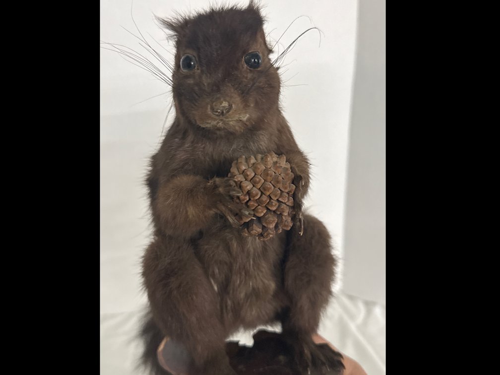 Vintage Taxidermy Mounted Red Squirrel