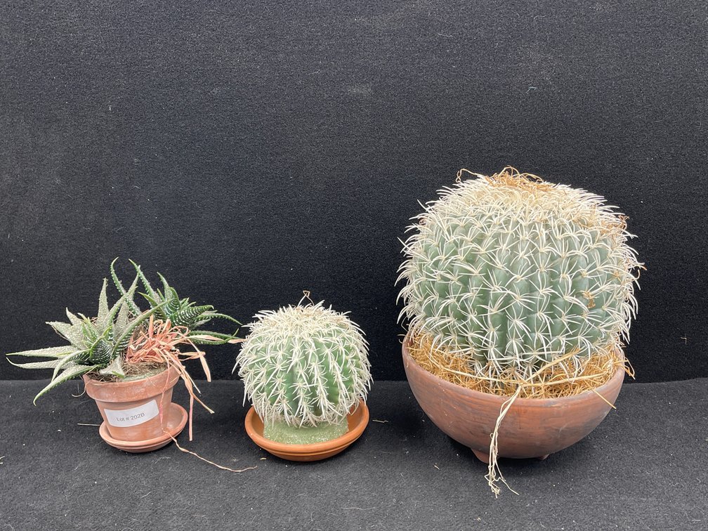 2 Faux Cactus Plants, & Aloe Faux Plant