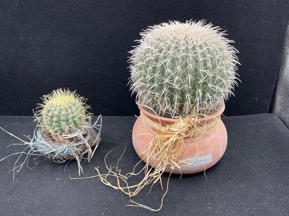 2 Faux Cactus Plants