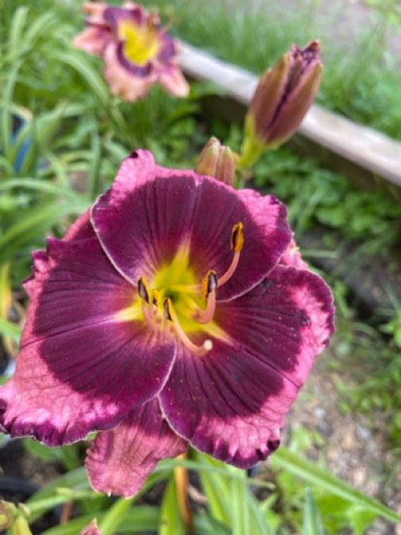 Image for ROBERTS NURSERY & LANDSCAPING 26TH ANNUAL SPRING NURSERY AUCTION