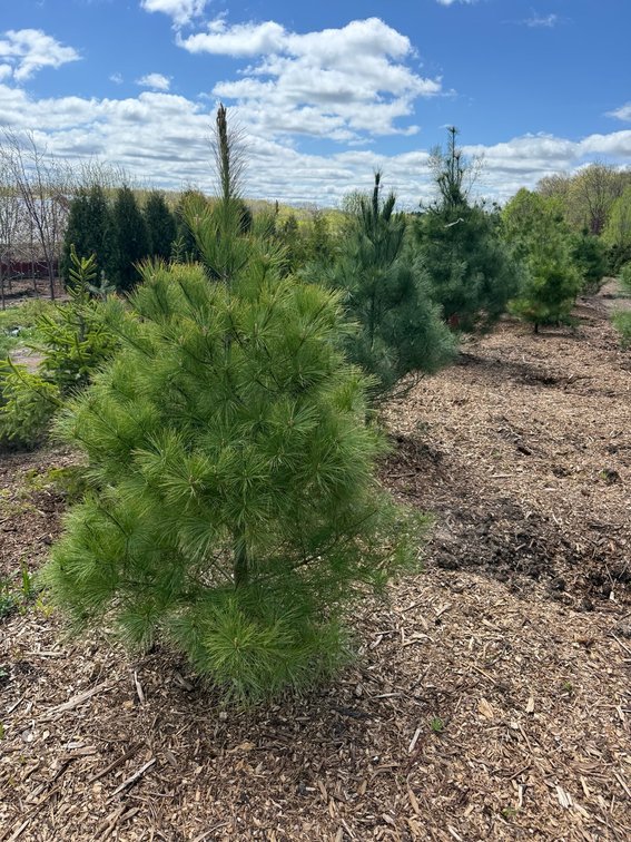 Image for ROBERTS NURSERY & LANDSCAPING 26TH ANNUAL SPRING NURSERY AUCTION