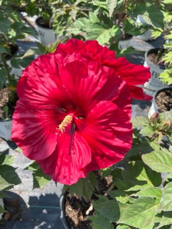 Image for ROBERTS NURSERY & LANDSCAPING 26TH ANNUAL SPRING NURSERY AUCTION