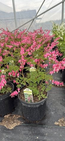 Image for ROBERTS NURSERY & LANDSCAPING 26TH ANNUAL SPRING NURSERY AUCTION