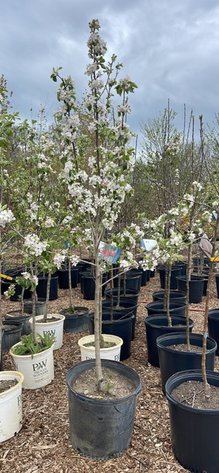 Image for ROBERTS NURSERY & LANDSCAPING 26TH ANNUAL SPRING NURSERY AUCTION