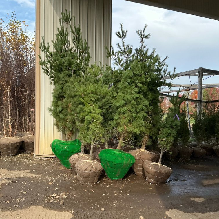White Pine Tree  (8' - 10'H)