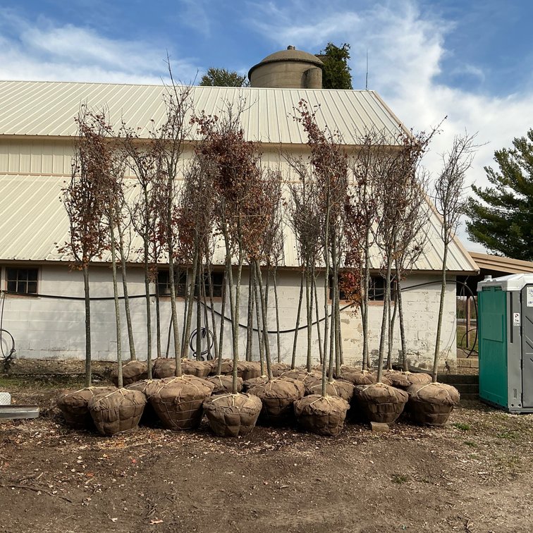 Red Sunset Maple Tree  (2 1/2" dia.)