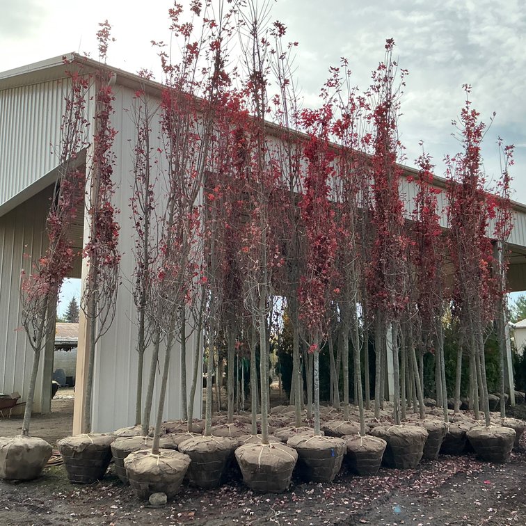 Autumn Blaze Maple Tree  (3" - 3 1/2" dia.)