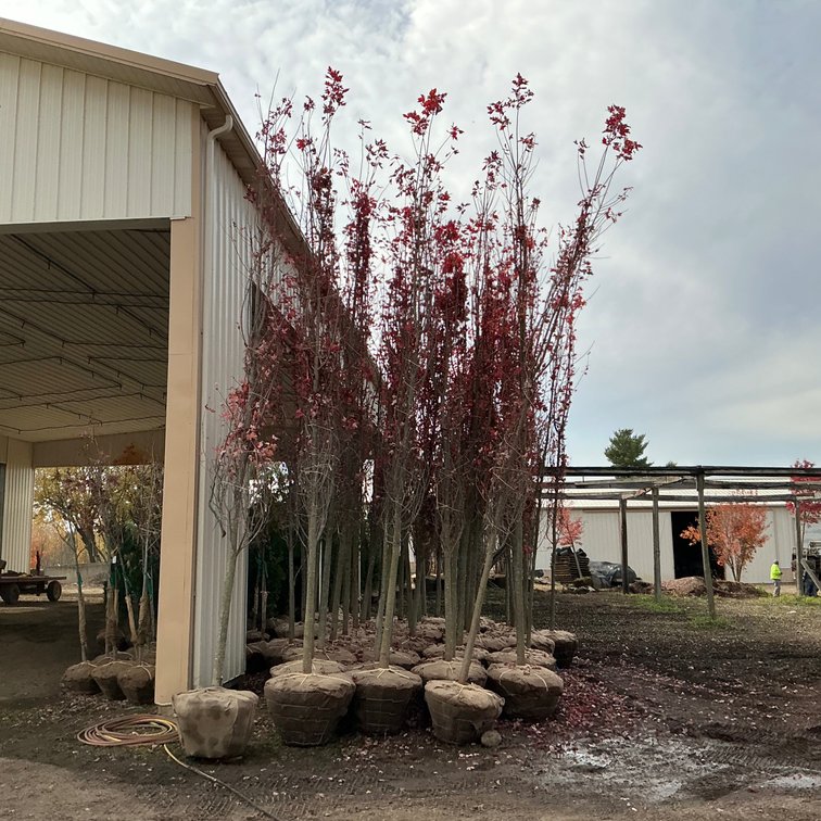 Autumn Blaze Maple Tree  (4" - 4 1/2" dia.)