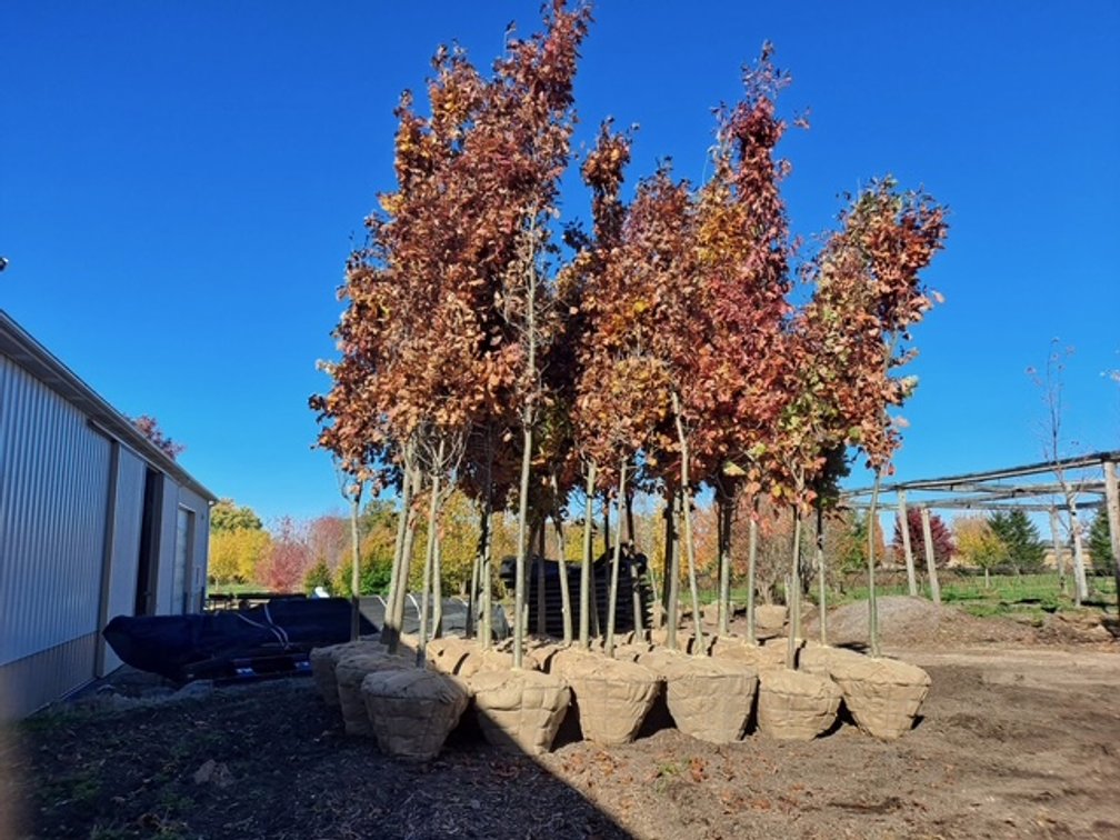 Norther Red Oak Tree  (3" - 3 1/2" dia.)
