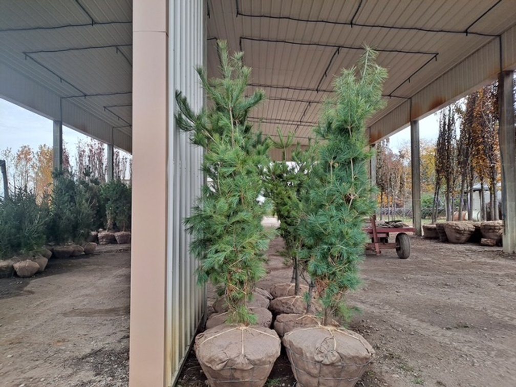 White Pine Tree  (7'H)