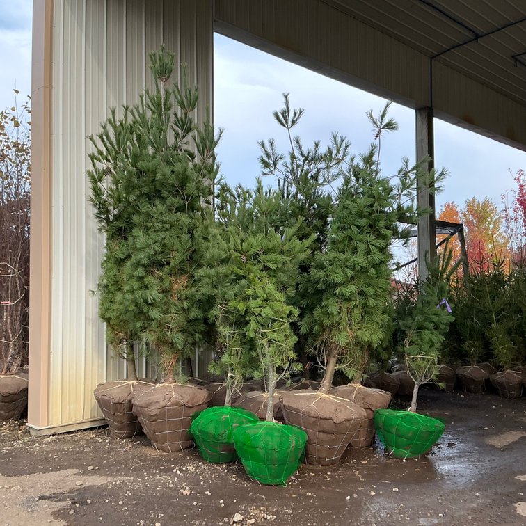 White Pine Tree  (6'H.)