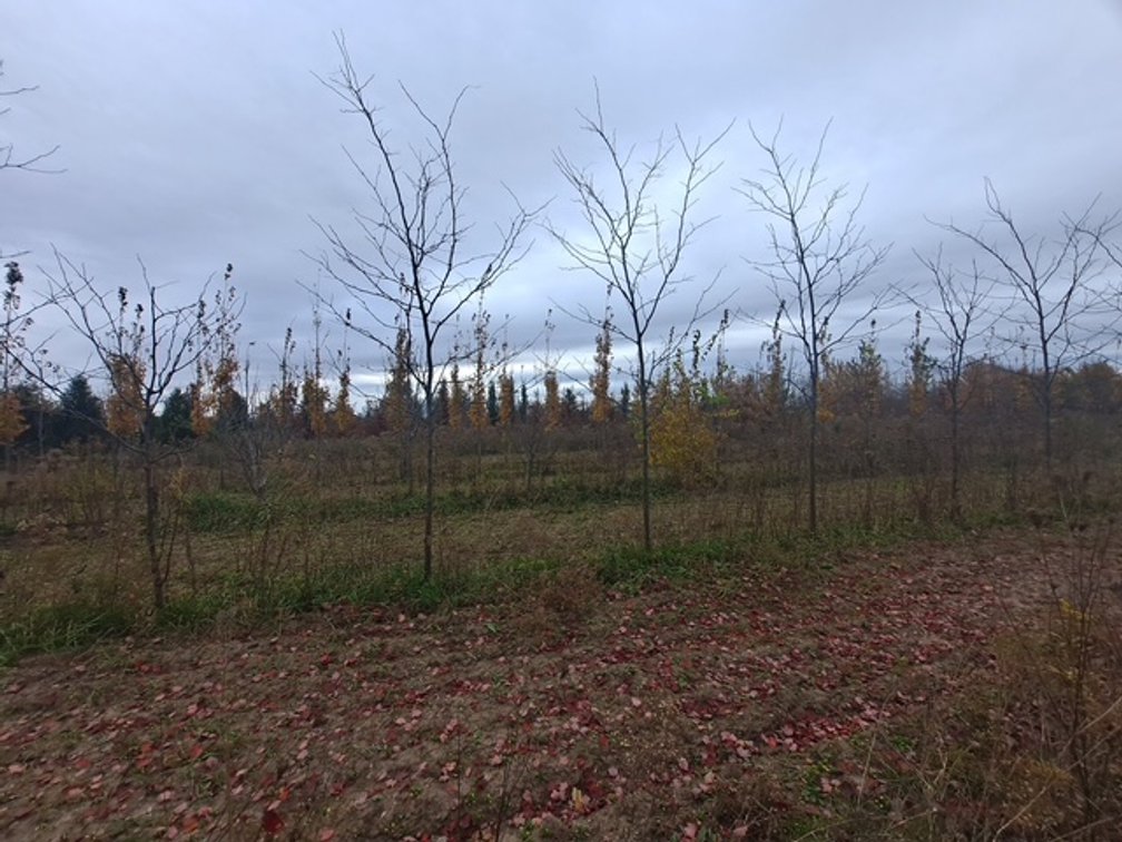 Skyline Honey Locust  (2 1/4" - 2 1/2" dia.)