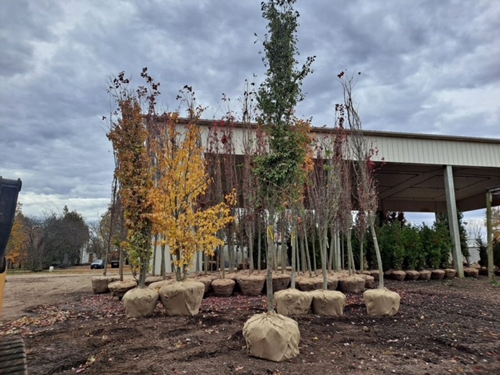 Homestead Elm Tree  (4" dia.)