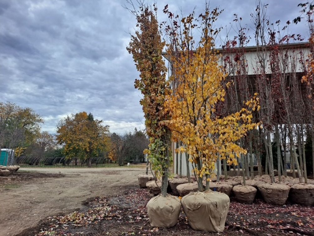 Clump Red Maple  (15' - 16')
