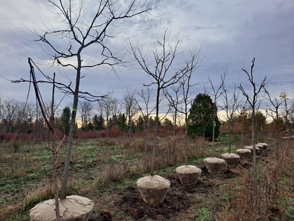 Kentucky Coffee Tree  (2 1/2" dia)